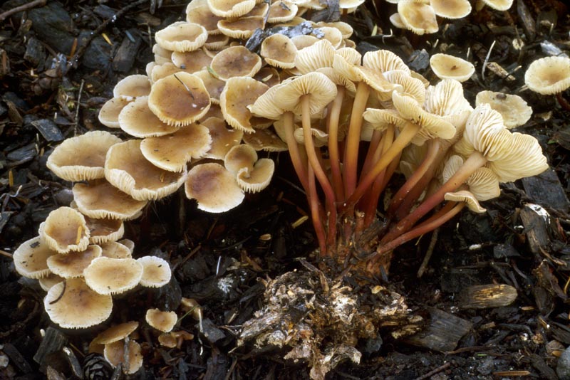 Gymnopus erythropus